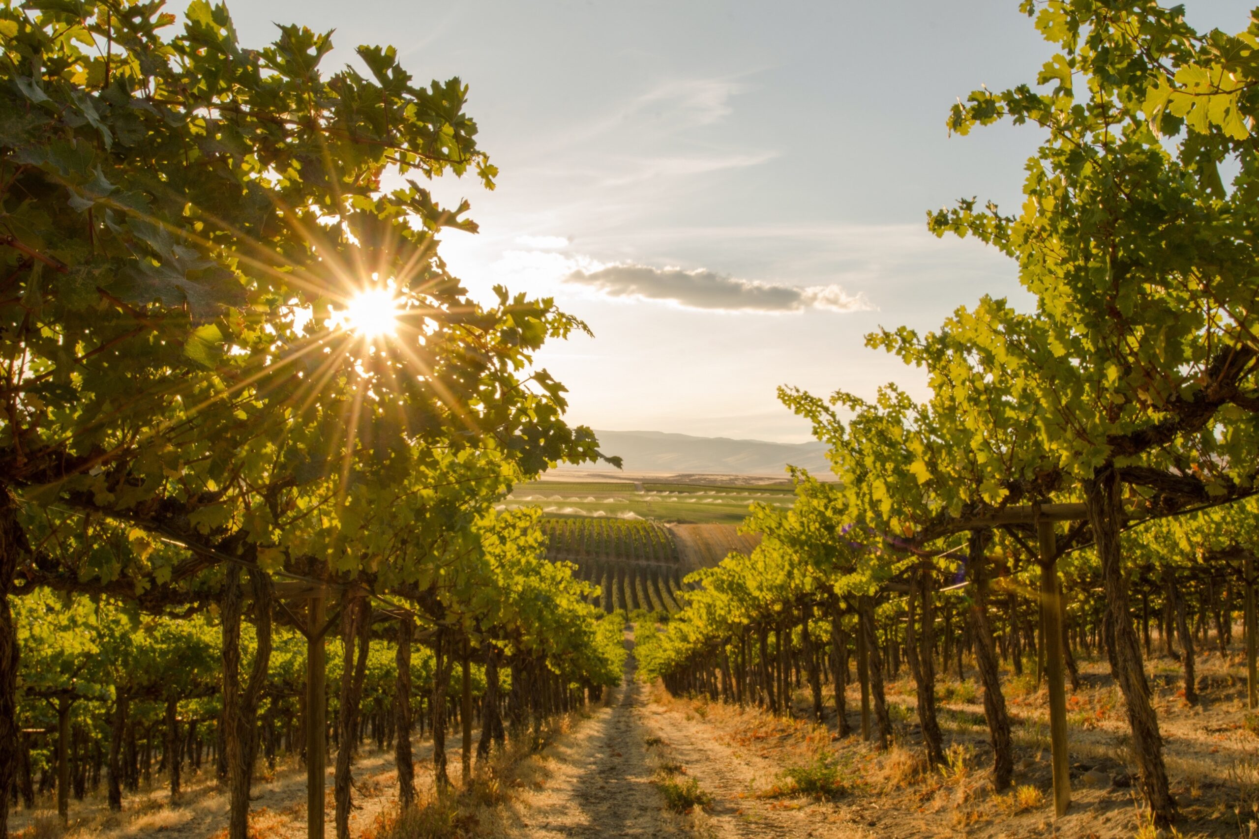 A close up view of a vineyard at sunset in Eastern Washington State.